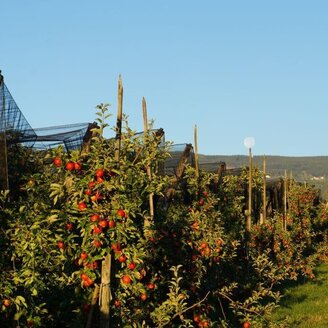 Life in and from the organic orchard | © Carmen Dreier- Zwetti
