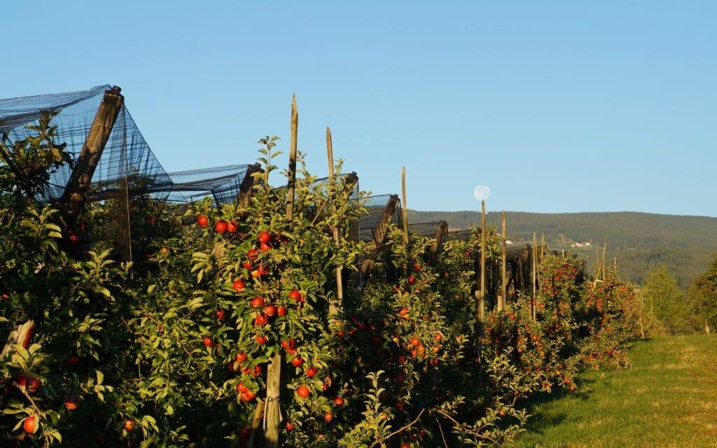 Life in and from the organic orchard | © Carmen Dreier- Zwetti