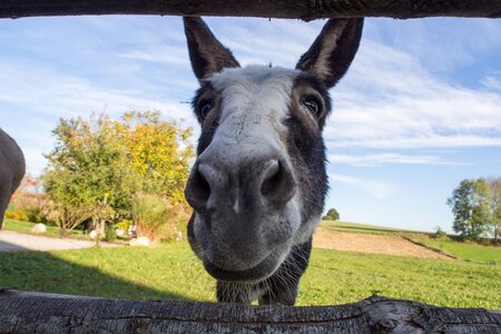 Applefarm Dreier_Donkey_Eastern Styria