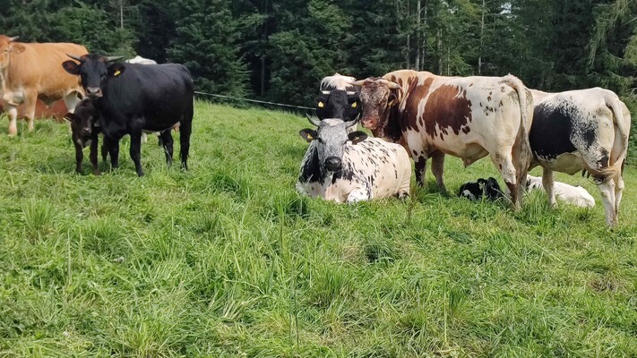 Cows_Pircherhof_Eastern Styria | © Peter Pircher