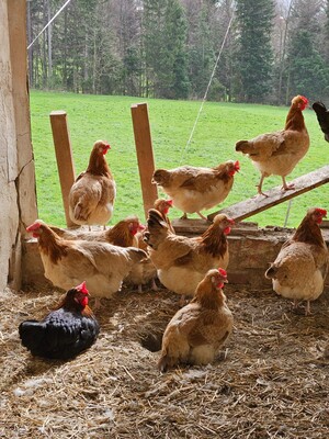 Chicken_Picherhof_Eastern Styria | © Peter Pircher