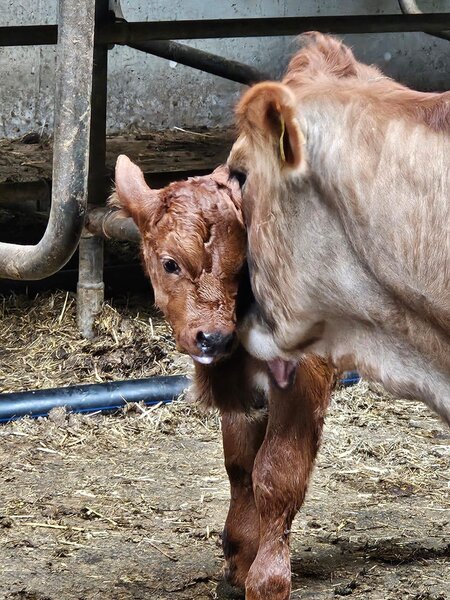 Cow_Pircherhof_Eastern Styria | © Peter Pircher