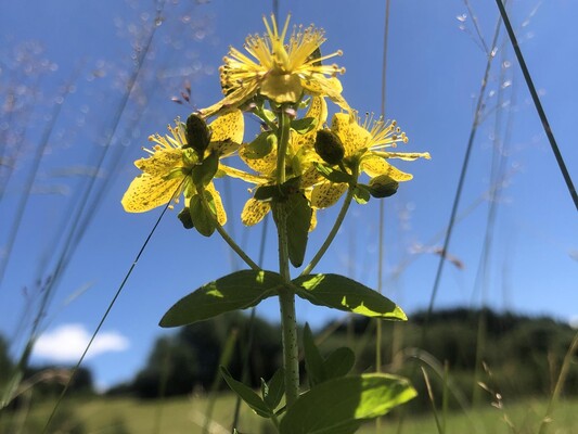 Blume