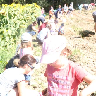 Farm Kolb_potatoeharvest_Eastern Styria | © Bauernhof Kolb
