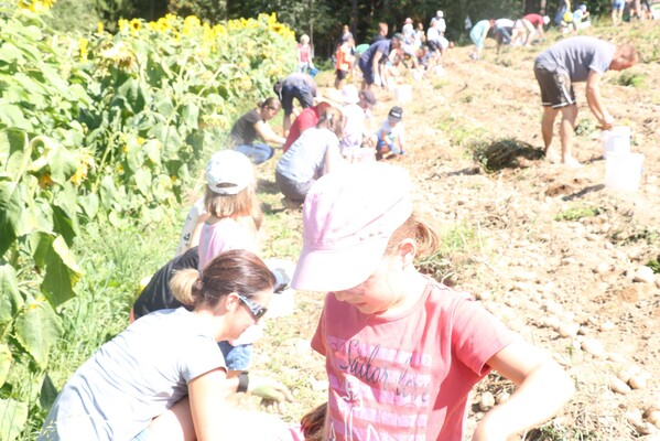 Farm Kolb_potatoeharvest_Eastern Styria | © Bauernhof Kolb