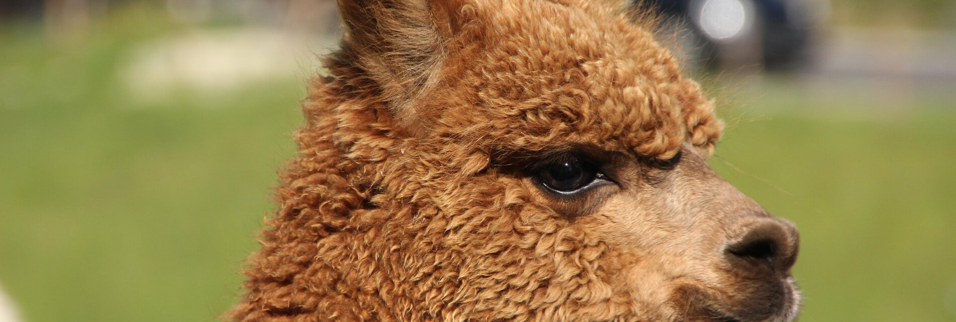 organic farm Kroisleitner_alpaca Rachel_Eastern Styria | © Biohof Kroisleitner