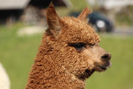 organic farm Kroisleitner_alpaca Rachel_Eastern Styria | © Biohof Kroisleitner