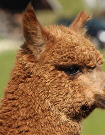 organic farm Kroisleitner_alpaca Rachel_Eastern Styria | © Biohof Kroisleitner | © Biohof Kroisleitner