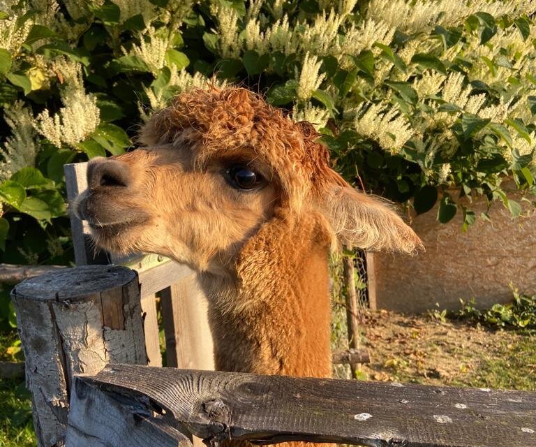 organic farm Kroisleitner_alpaca by the fence_Eastern Styria | © Oststeiermark Tourismus