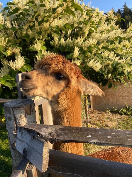 organic farm Kroisleitner_alpaca by the fence_Eastern Styria | © Oststeiermark Tourismus