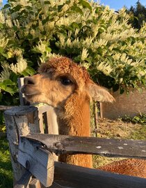 organic farm Kroisleitner_alpaca by the fence_Eastern Styria | © Oststeiermark Tourismus | © Oststeiermark Tourismus