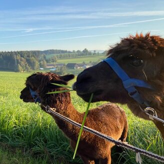 organic farm Kroisleitner_alpaca on meadow_Oststeiermark | © Oststeiermark Tourismus