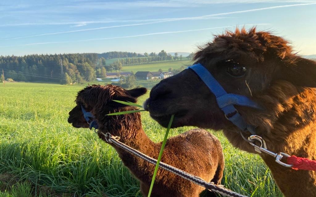 organic farm Kroisleitner_alpaca on meadow_Oststeiermark | © Oststeiermark Tourismus