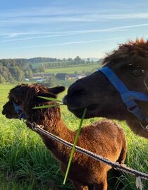 organic farm Kroisleitner_alpaca on meadow_Oststeiermark | © Oststeiermark Tourismus | © Oststeiermark Tourismus