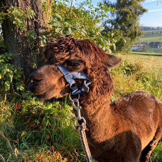 Chrizzlys cottage_alpaca_Eastern Stryria | © Oststeiermark Tourismus