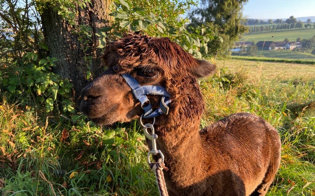 Chrizzlys cottage_alpaca_Eastern Stryria | © Oststeiermark Tourismus