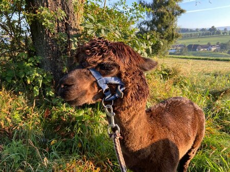 Chrizzlys cottage_alpaca_Eastern Stryria | © Oststeiermark Tourismus