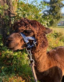 Chrizzlys cottage_alpaca_Eastern Stryria | © Oststeiermark Tourismus | © Oststeiermark Tourismus