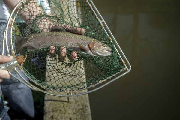 Karl-Wirt_Trout_Eatern Styria | © Gasthaus Karl-Wirt
