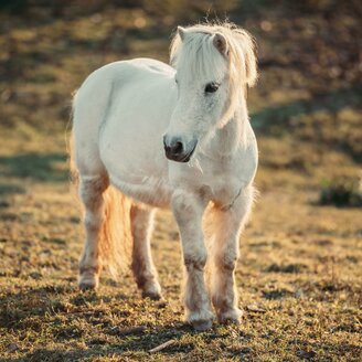 PonyAuszeit_Gmoarieglhof