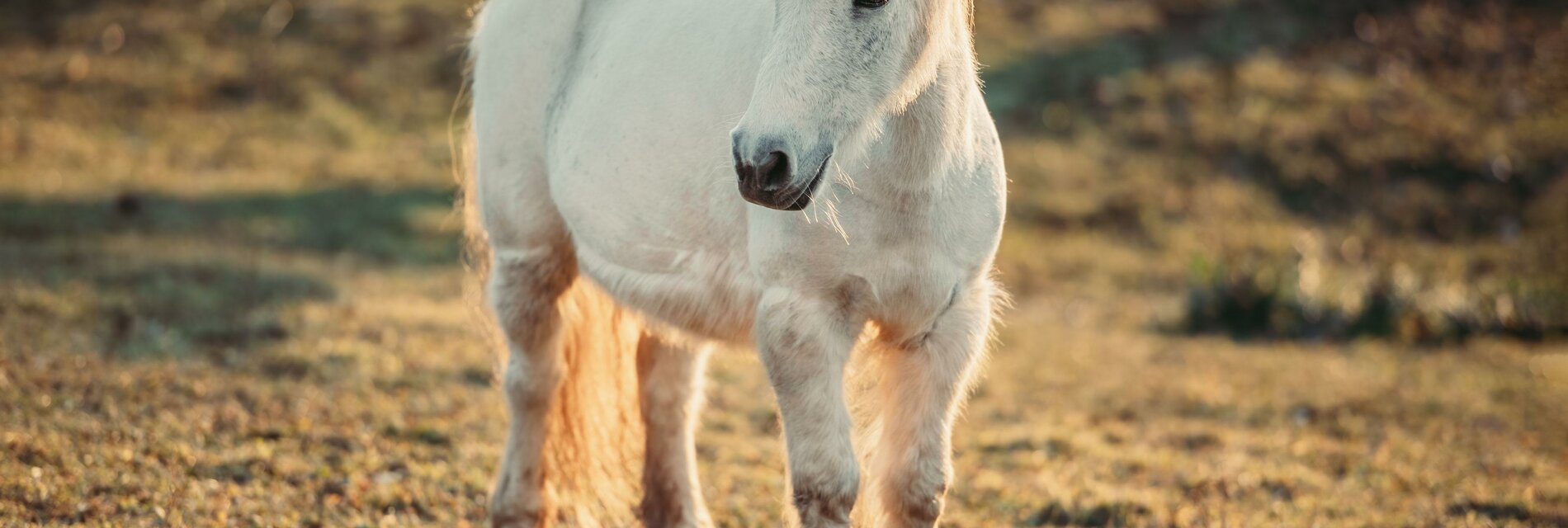 PonyAuszeit_Gmoarieglhof