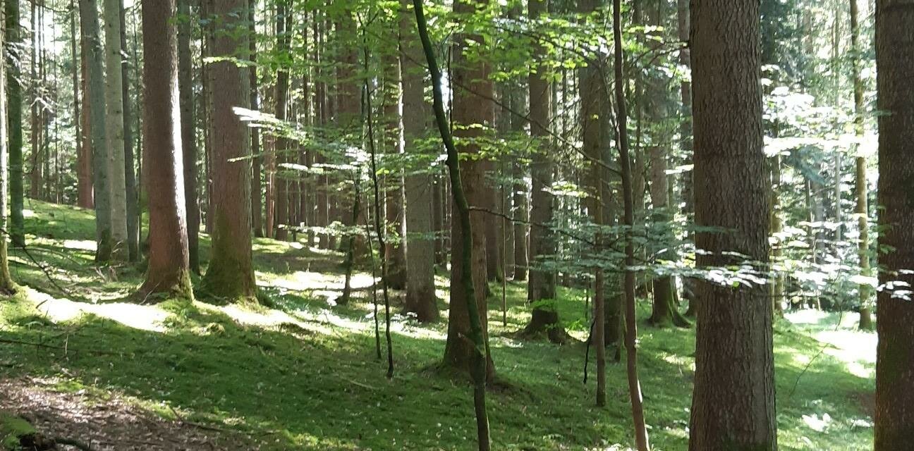 Wald erleben | © Vera Groß