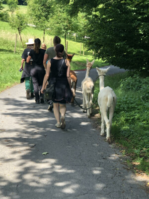 Alpaca hiking | © Jenny Benedict