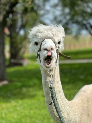 Alpaca "Finn" | © Jenny Benedict