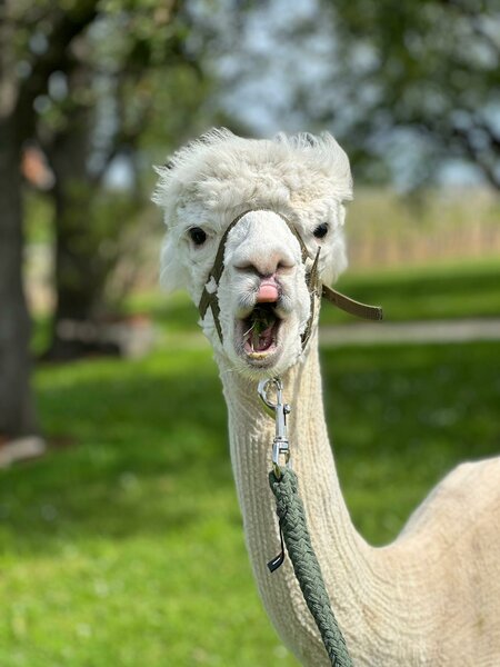 Alpaca "Finn" | © Jenny Benedict