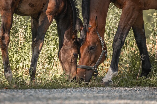 Titelbild | © Lisa Dreisiebner | Pferdecamp