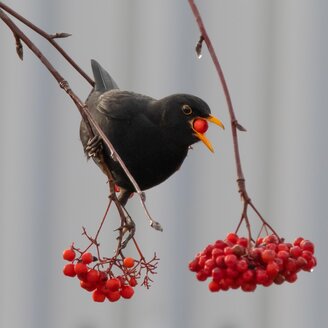 Bird Safarai_Eastern Styria | © Pixaby