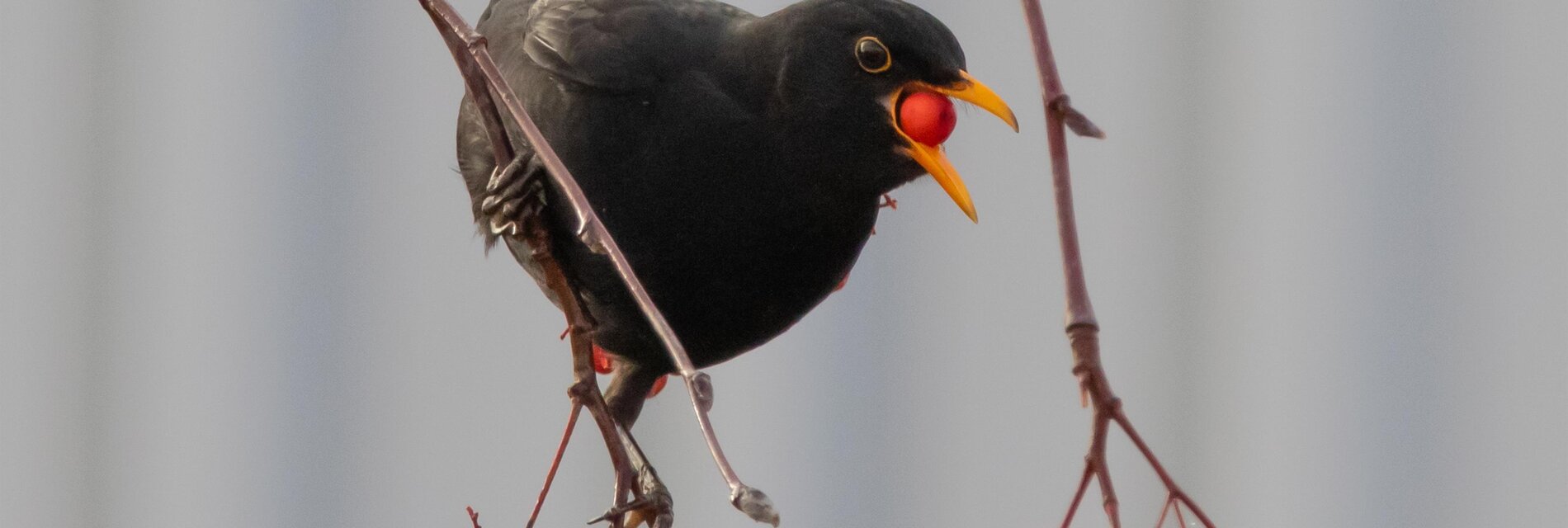 Bird Safarai_Eastern Styria | © Pixaby