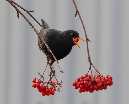 Bird Safarai_Eastern Styria | © Pixaby