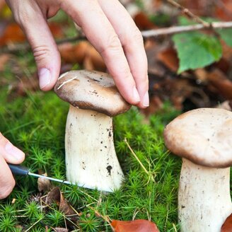 Naturwelten Steiermark_Pilze_Oststeiermark | © Naturwelten Steiermark
