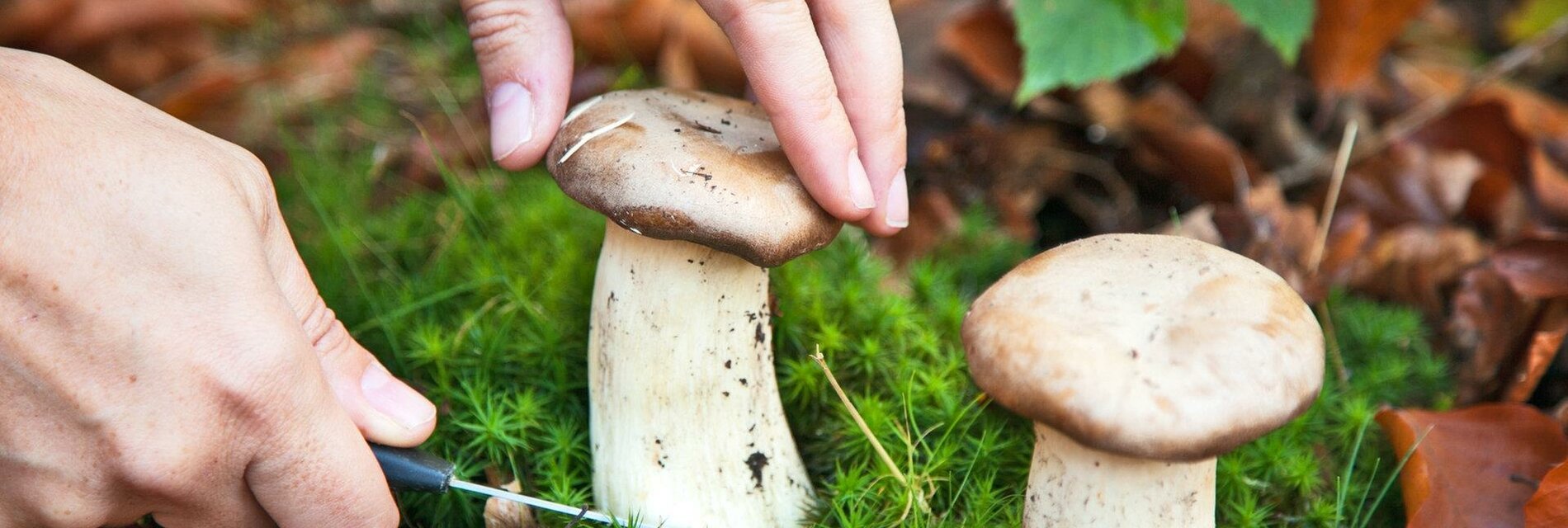 Naturwelten Steiermark_Pilze_Oststeiermark | © Naturwelten Steiermark