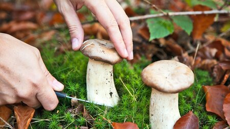 Naturwelten Steiermark_Pilze_Oststeiermark | © Naturwelten Steiermark