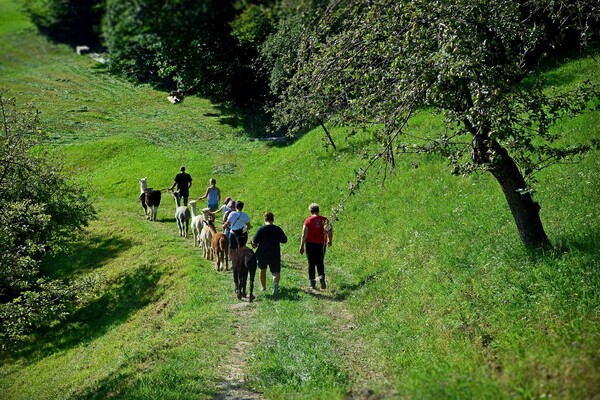 meadow_PoellauertalAlpacas_EastStyria | © Pöllauertal Alpakas