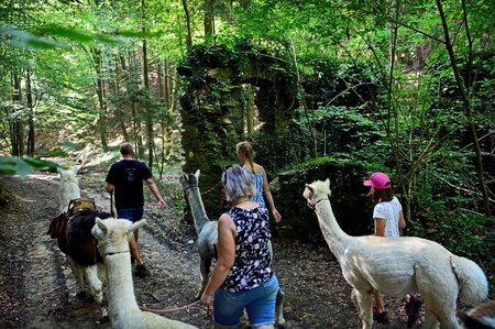 Schönau_PoellauertalAlpacas_EastStyria | © Pöllauertal Alpakas
