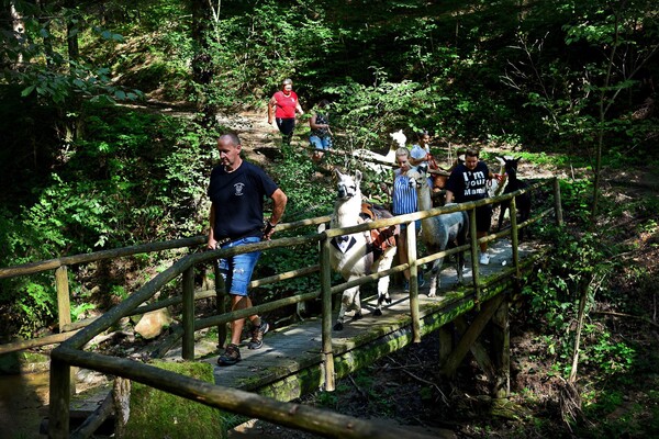 Bridge_PoellauertalAlpacas_EastStyria | © Pöllauertal Alpakas