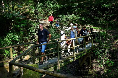 Bridge_PoellauertalAlpacas_EastStyria | © Pöllauertal Alpakas