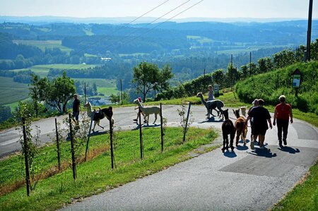 View__PoellauertalAlpacas_EastStyria | © Pöllauertal Alpakas