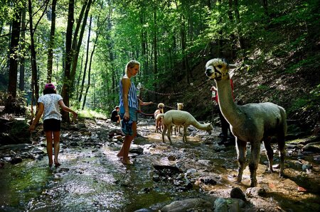 water_poellauertalalpacas_EastStyria | © Pöllauertal Alpakas