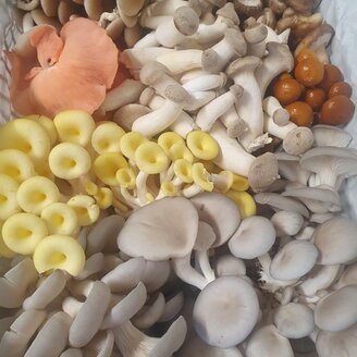 A selection of our mushrooms | © GutBehütet