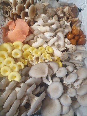 A selection of our mushrooms | © GutBehütet