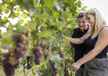 36_Weingut_Dietl_T4A5540 | © AMA GENUSS REGION/Harald Eisenberger