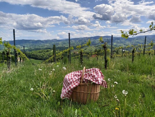 Titelbild Picknick im Weingarten | © Hack Gebell | Fam. Hack Gebell