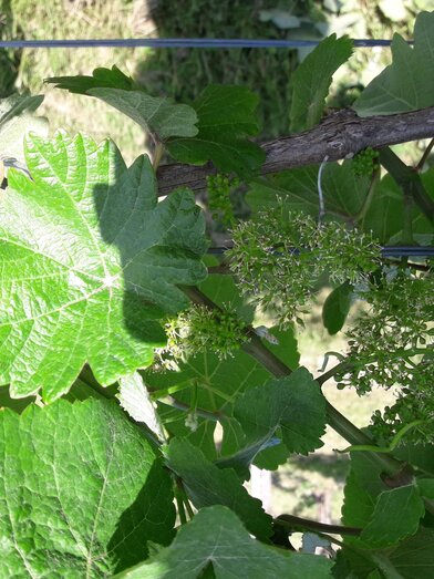 Wine blossom in the vineyards of the Klöckl winery | © Winzerhof Klöckl | Veronika Klöckl | © Winzerhof Klöckl