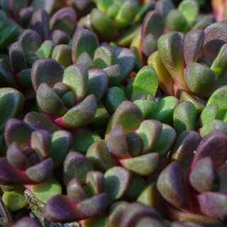 Alpine garden, Bad Aussee, plant | © Alpengarten