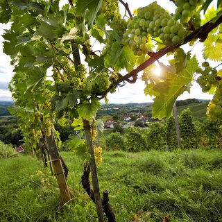 Grapes_Eastern Styria | © Oststeiermark Tourismus