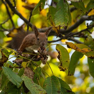 Squirrel_Pöllau_Eastern Styria  | © Richard Almbauer
